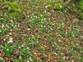 Märzenbecherblüte bei Briel