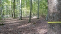 Eselsberger Wald